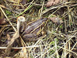 Image de Petite grenouille verte