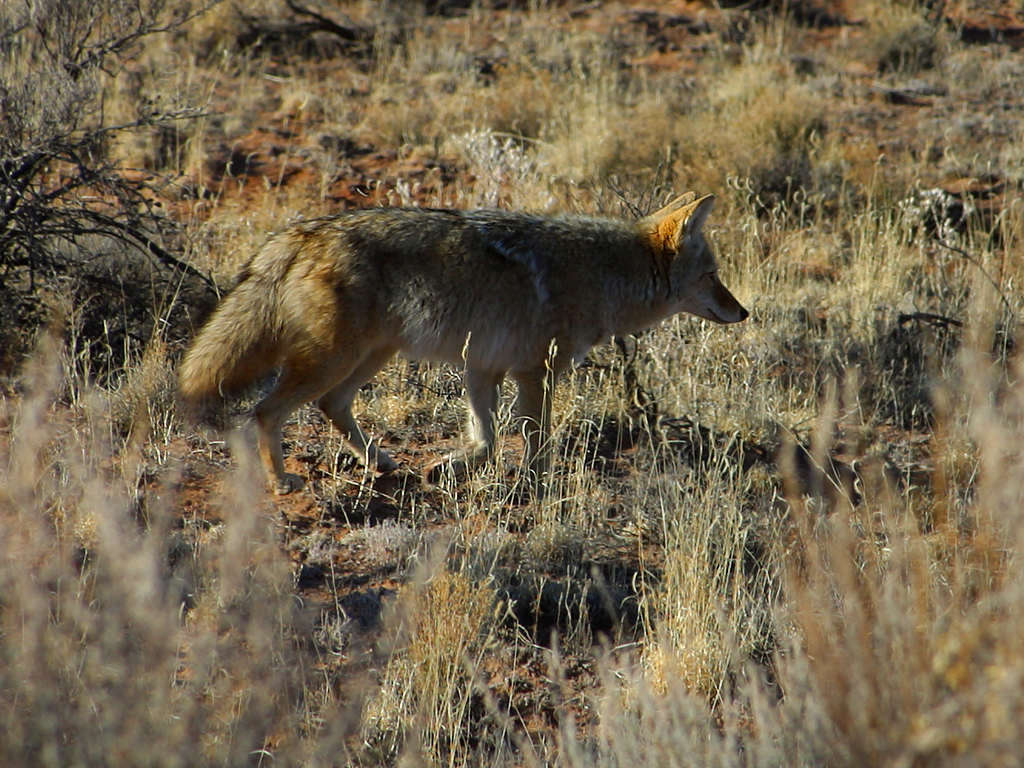 Imagem de Canis latrans mearnsi Merriam 1897