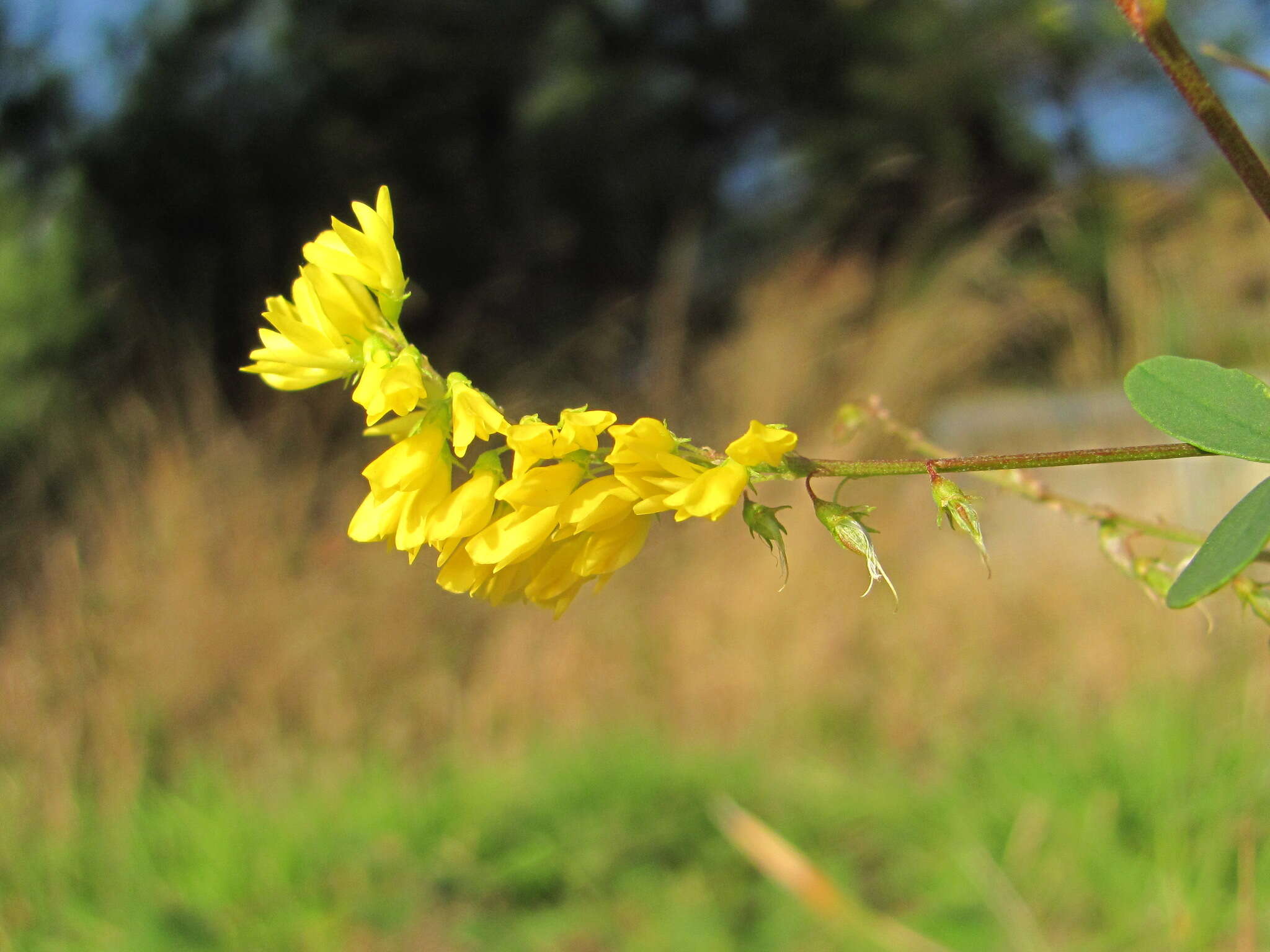 Imagem de Melilotus hirsutus Lipsky