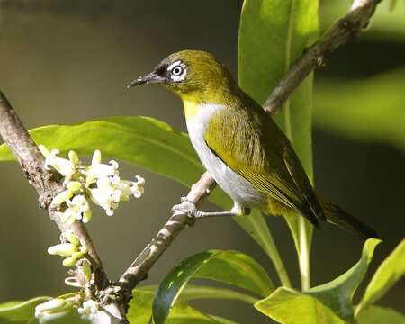 Image of Black-capped White-eye