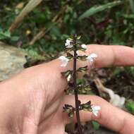 Image of Salvia hayatae Makino ex Hayata