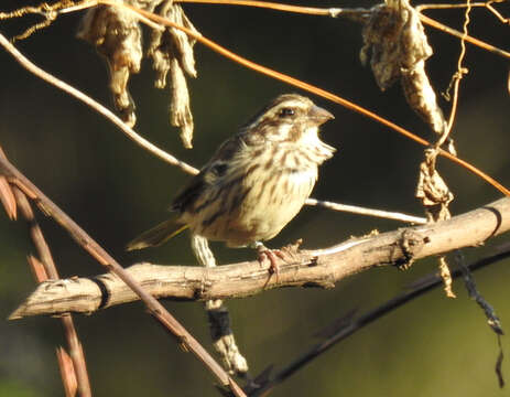 Image of Streaky Seedeater