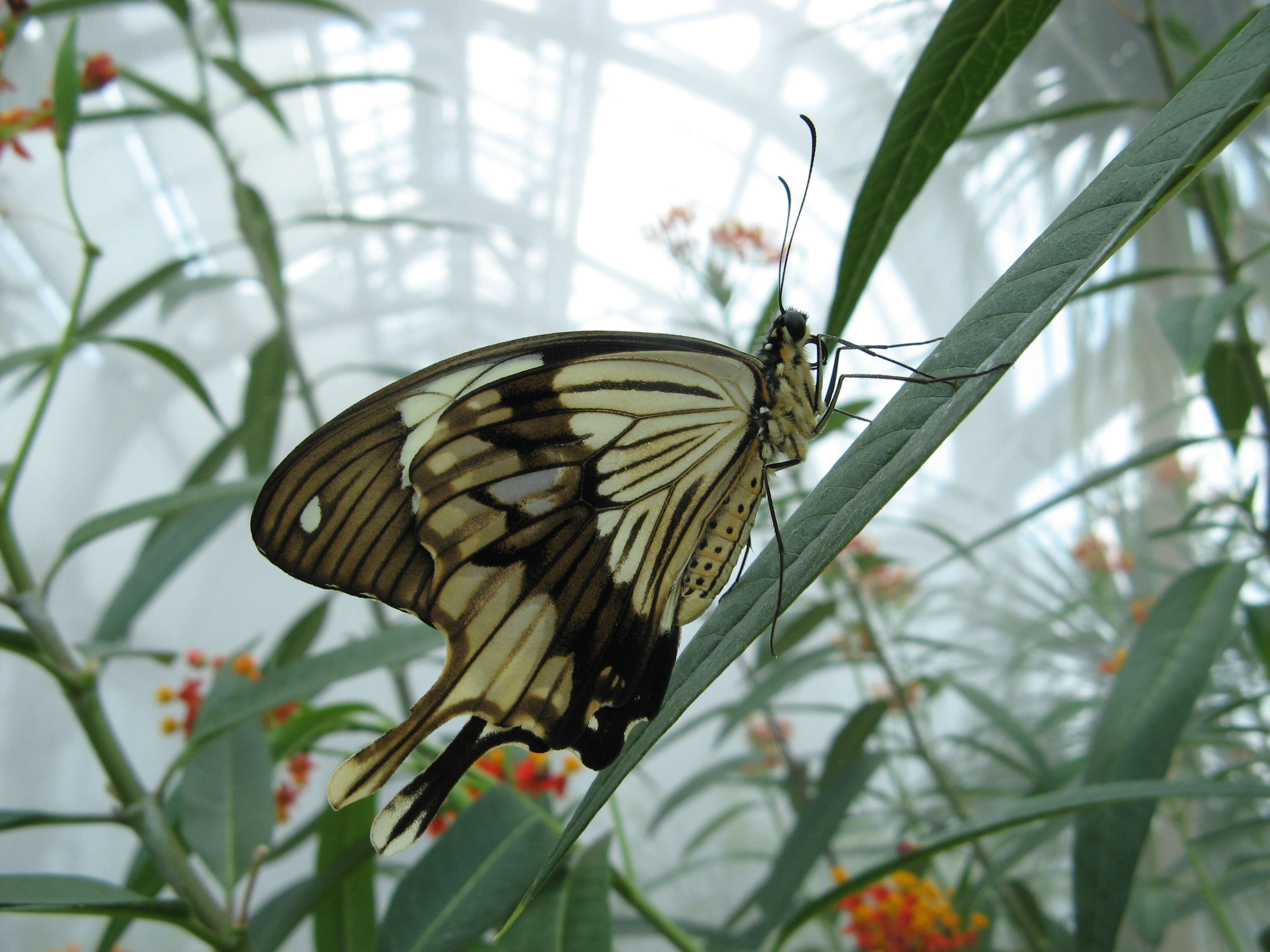 Image of African Swallowtail