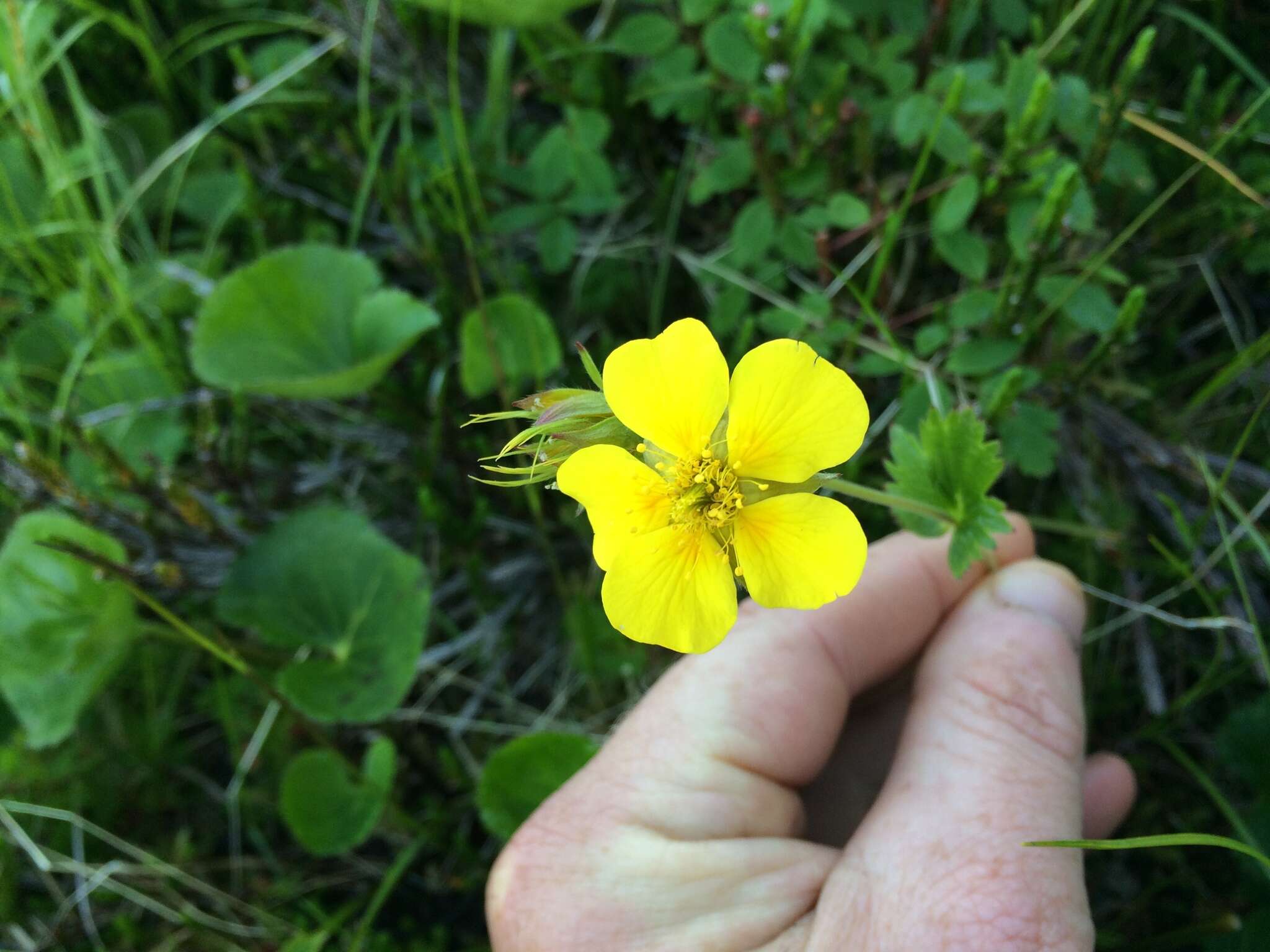 Image of Caltha-Leaf Avens