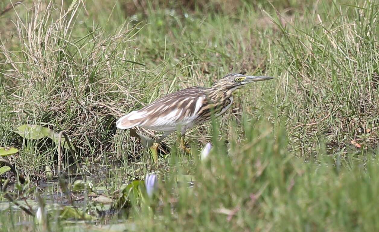 Image of Madagascar Pond-Heron