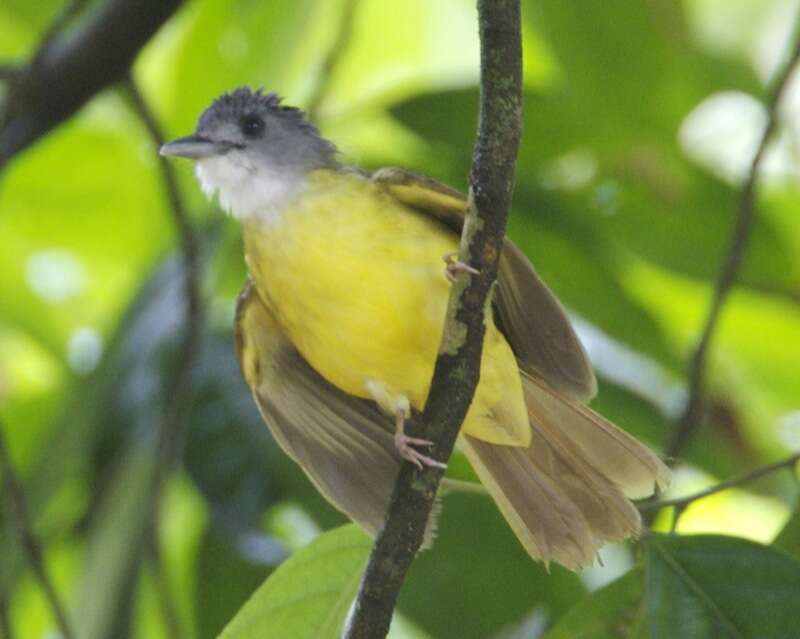 Image of Yellow-bellied Bulbul