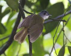 Image of Yellow-bellied Bulbul