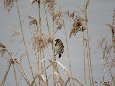 Image of Common Reed Bunting