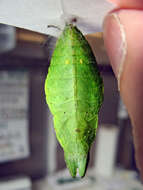 Image of African Swallowtail