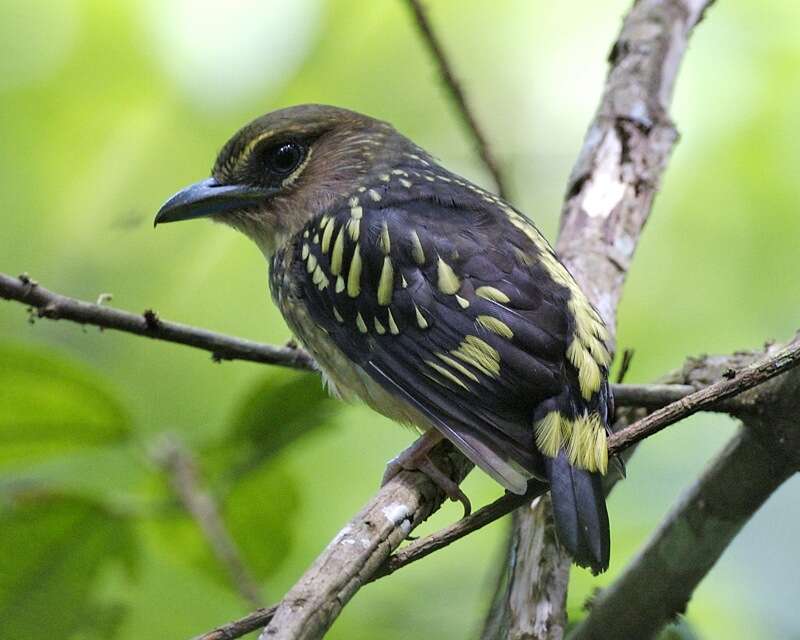 Image of Banded Broadbill