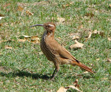 Image of ovenbirds