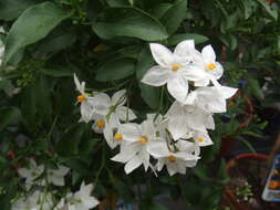 Image of jasmine nightshade