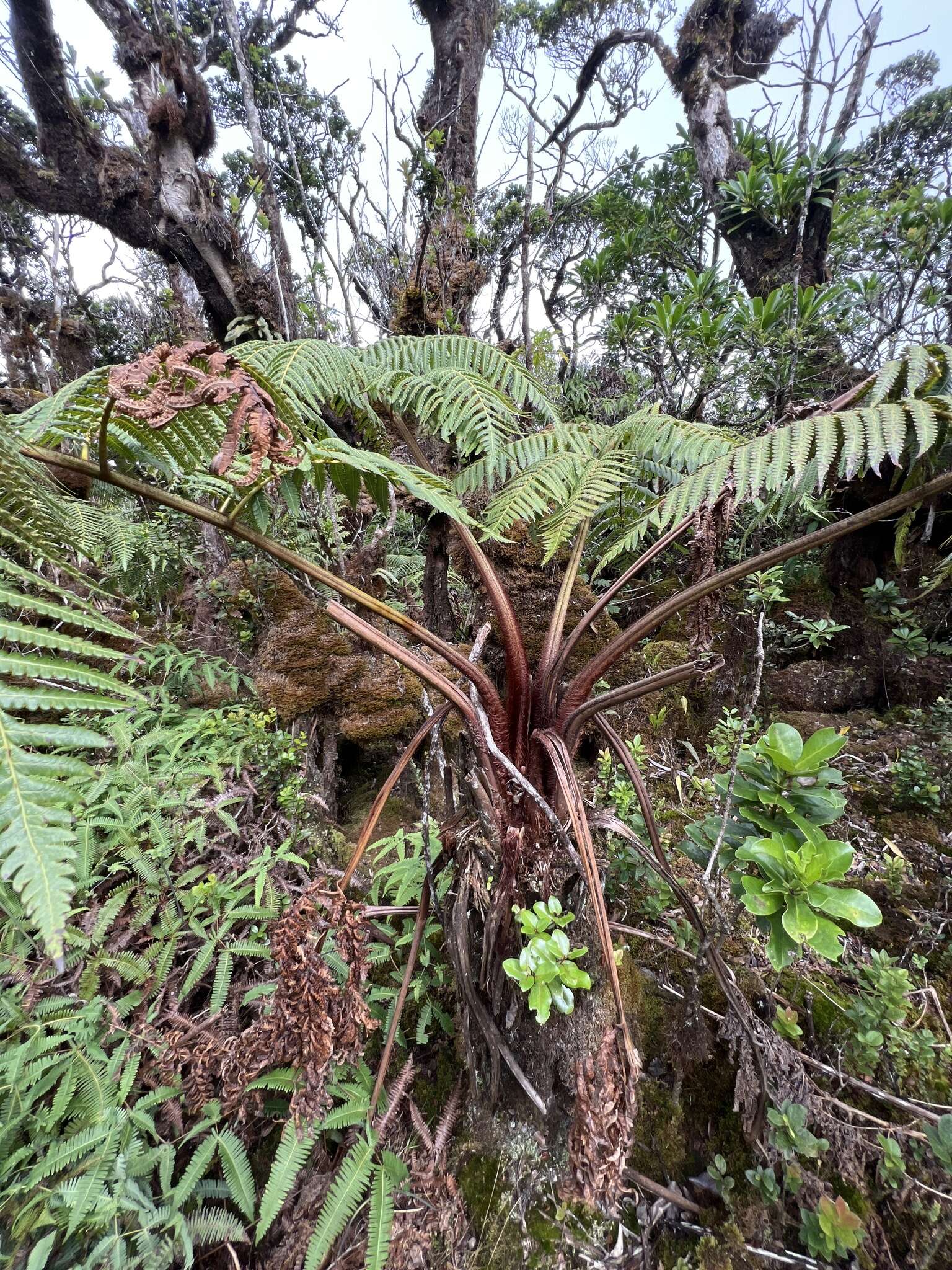 Image de Cibotium menziesii Hook.