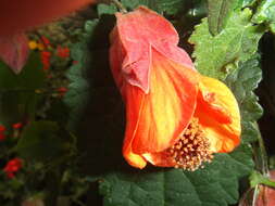 Image of trailing abutilon