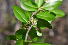 Image of Erythroxylum mexicanum Kunth