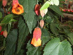 Image of trailing abutilon