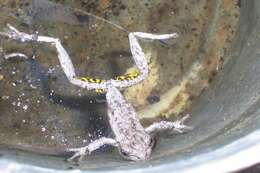 Image of Emerald Spotted Treefrog