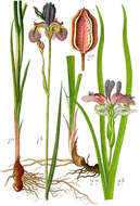 Image of Iris graminea L.