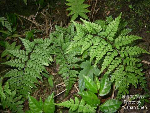 Imagem de Athyrium minimum Ching