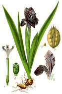 Plancia ëd Iris pumila L.