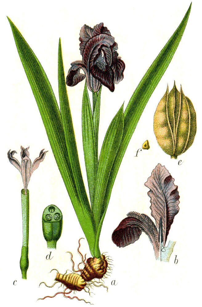 Plancia ëd Iris pumila L.