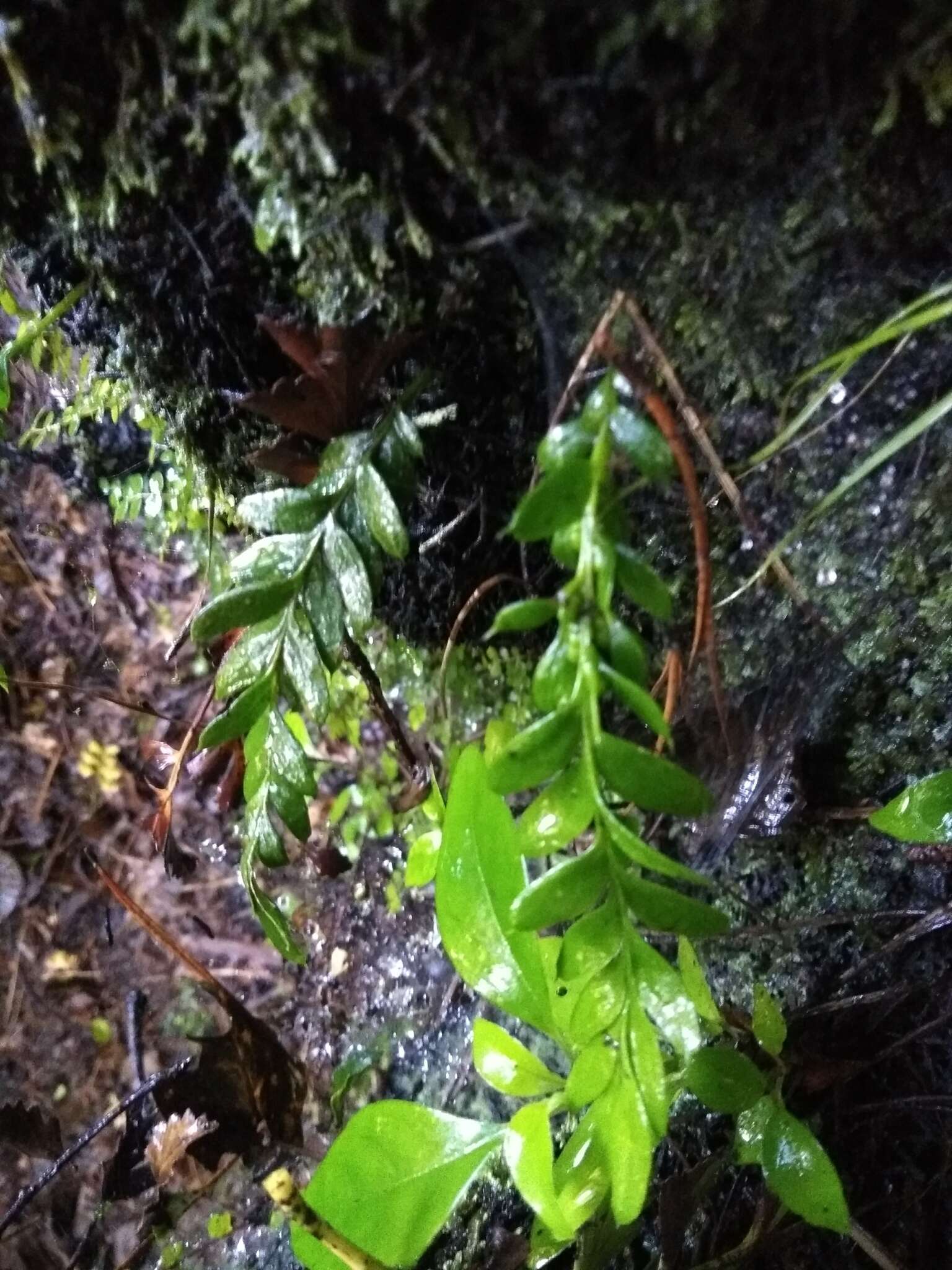 Image of Tmesipteris lanceolata Dangeard