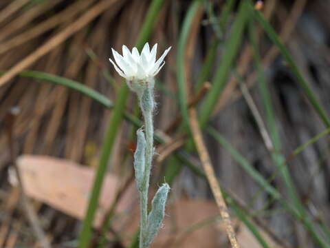 Plancia ëd Argentipallium blandowskianum (Steetz ex Sond.) P. G. Wilson