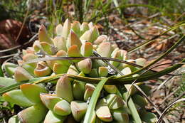 Image of Corpuscularia lehmannii (Eckl. & Zeyh.) Schwant.