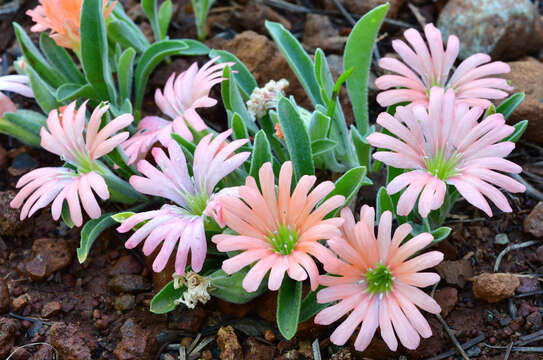 Image of Klamath Mountain catchfly