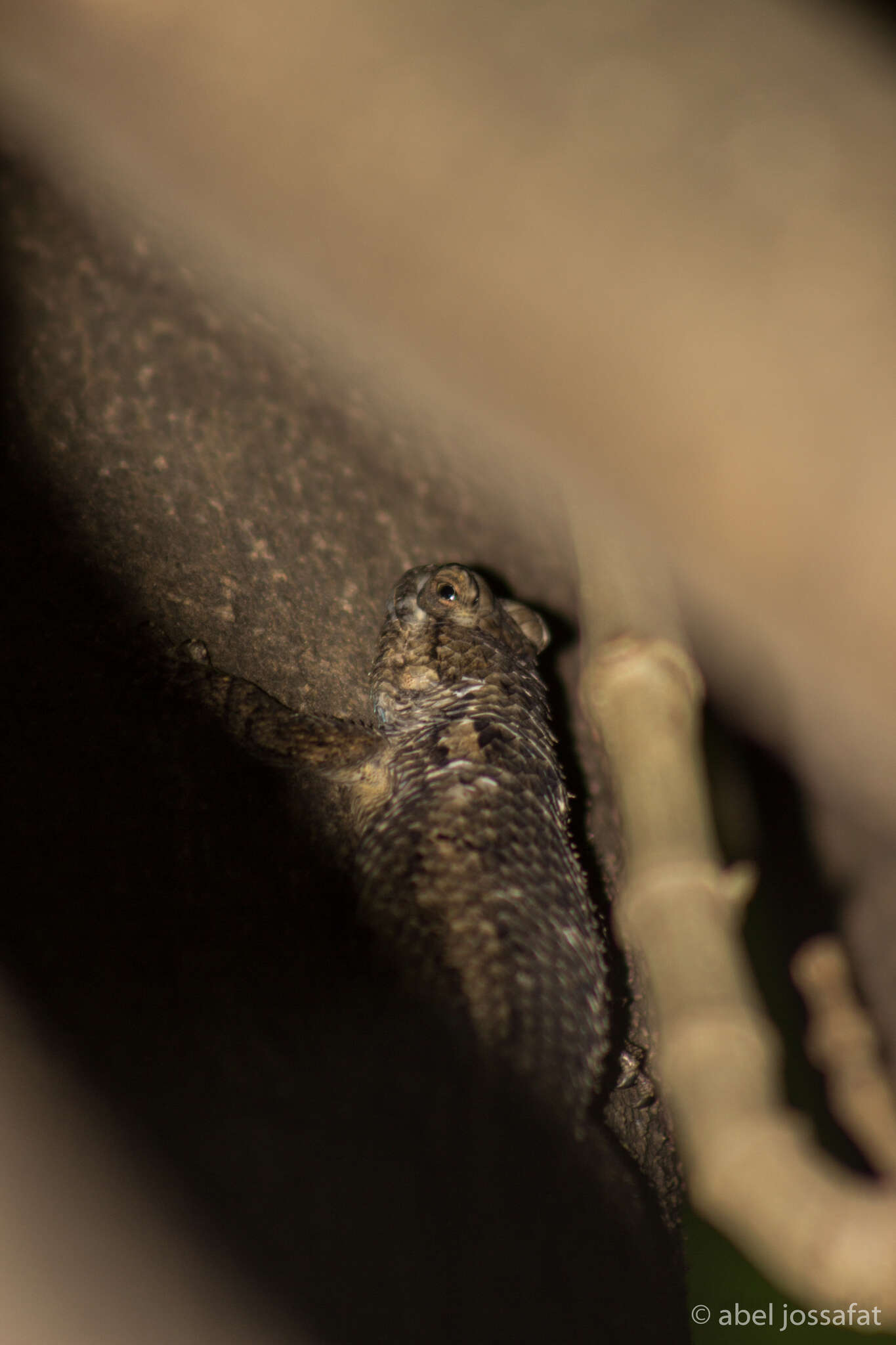 Image of Taylor's Spiny Lizard