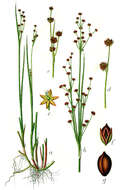 Juncus resmi