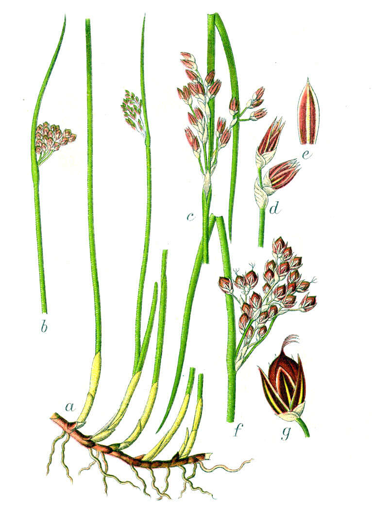 Juncus resmi