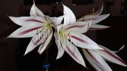 Image of Crinum ornatum (Aiton) Herb.