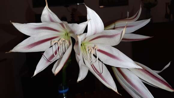 Crinum ornatum (Aiton) Herb. resmi