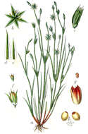 Imagem de Juncus bufonius L.