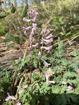 Image of Corydalis edulis Maxim.