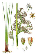 Juncus resmi