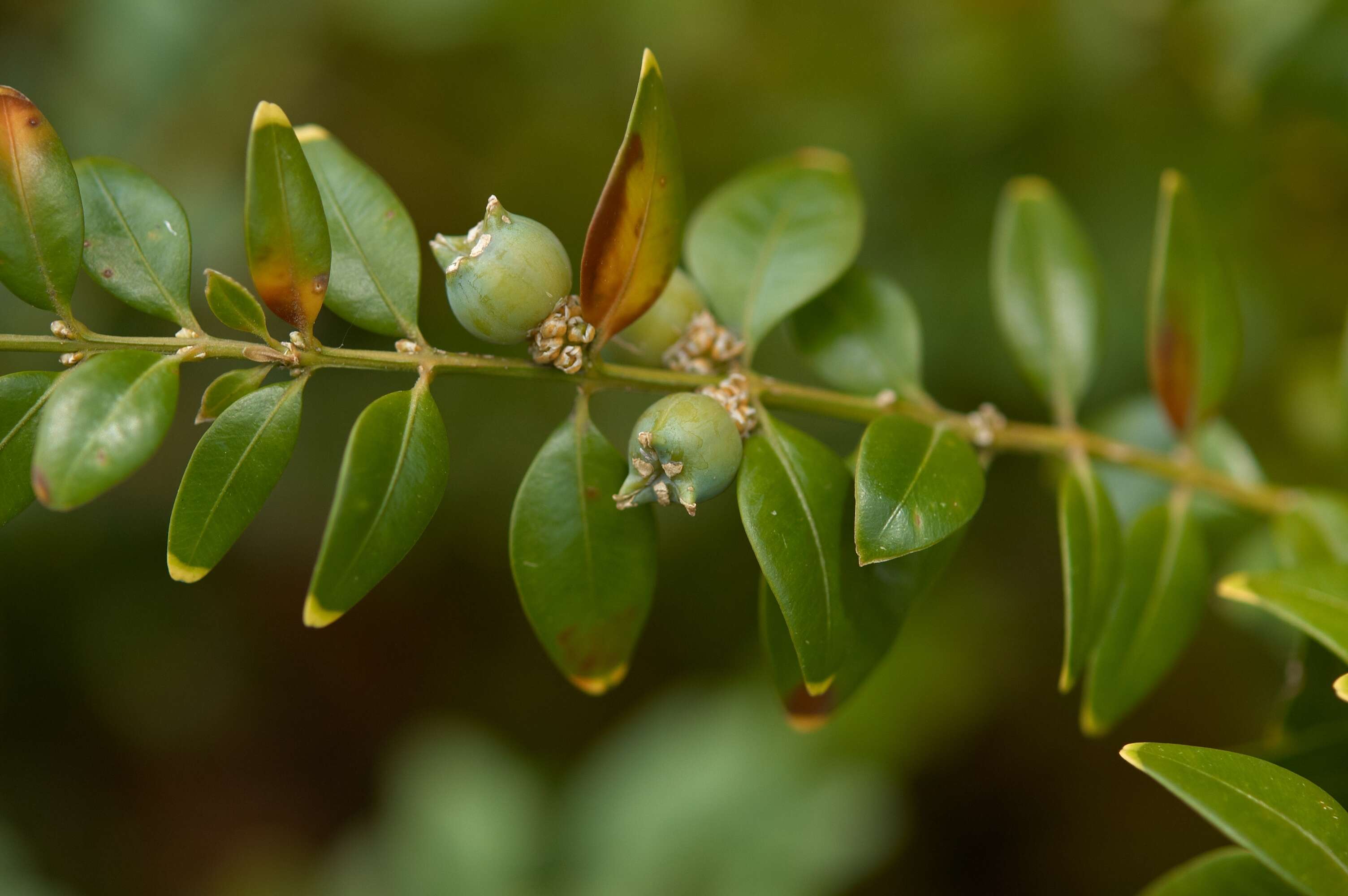 Image of Buxus sempervirens