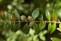 Image of Buxus sempervirens