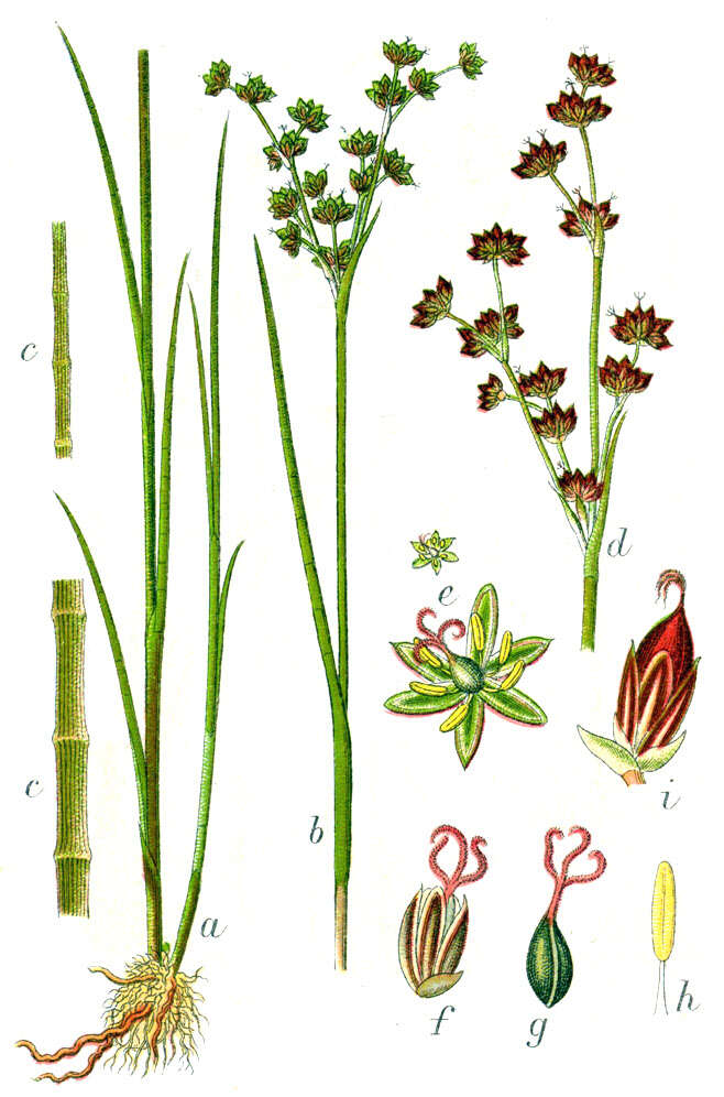 Juncus articulatus L. resmi