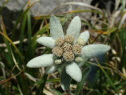 Image of edelweiss