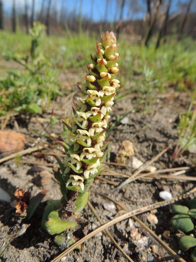 Image of Satyrium bicallosum Thunb.