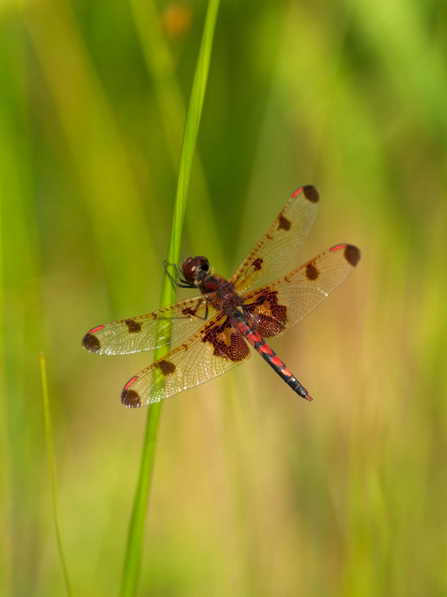 Слика од Celithemis elisa (Hagen 1861)