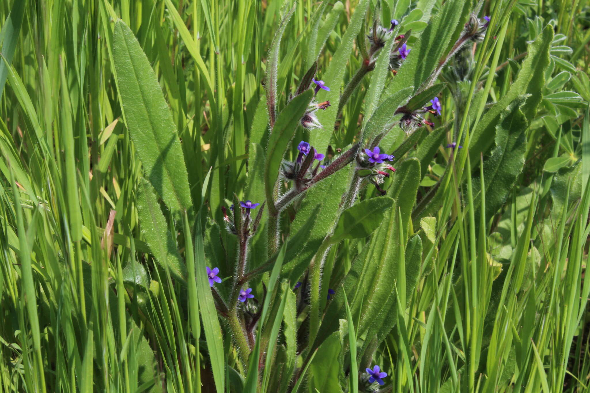 Image of Hormuzakia aggregata (Lehm.) Gusuleac