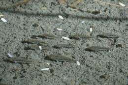 Image of Quitobaquito pupfish