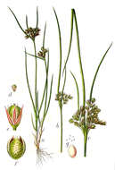 Image of Slender rush