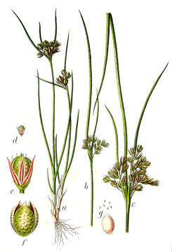 Image of Slender rush