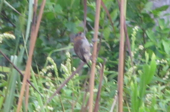 Image of Ochre-collared Piculet