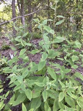 Image of resindot sunflower