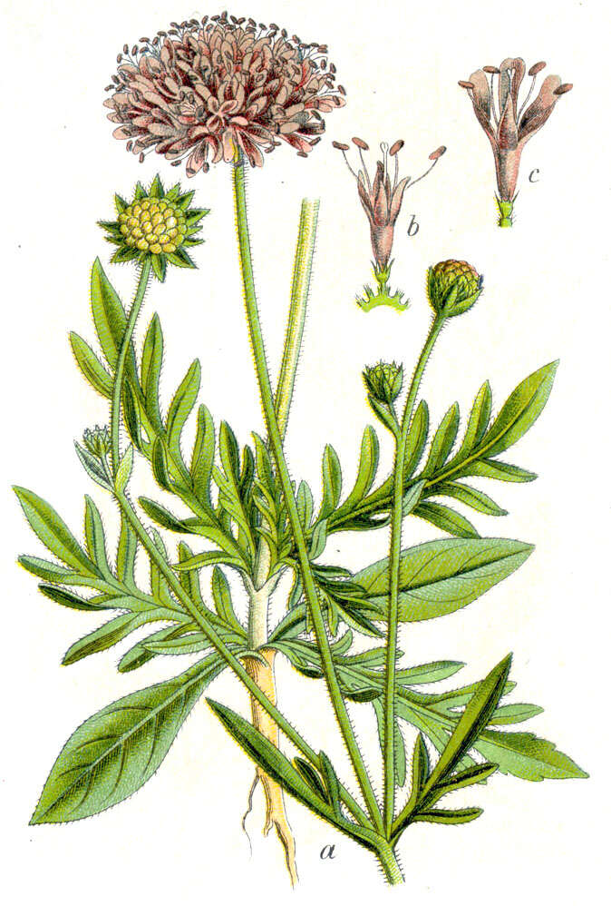 Слика од Knautia arvensis (L.) Coulter